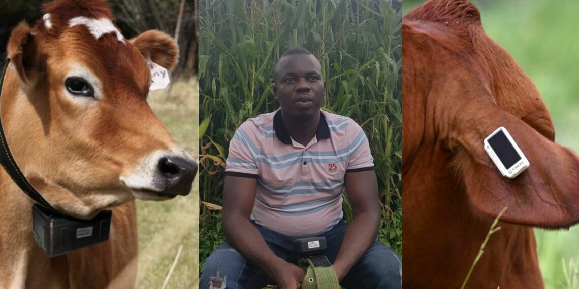 Animal GPS Tracking System